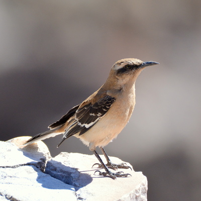 Brown-Backed Mockingbird